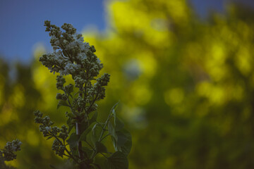 White Blooming Lilac Flowers in spring. Branches with spring lilac flowers