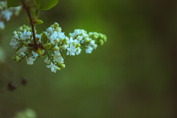 White Blooming Lilac Flowers in spring. Branches with spring lilac flowers