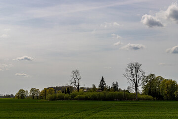 cloudscape with trees and agriculural field. Latvia.
