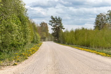 Spring. Dirt road with blooming bright dandelions on the side of the road and green forest in the distance