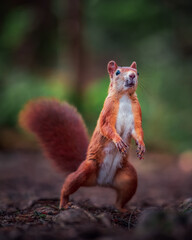 small squirrel in hinterzarten in the black forest