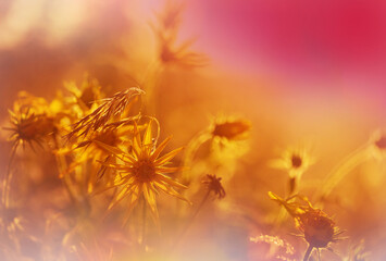 Wildflowers