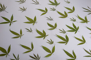 cannabis leaf pattern on white background texture