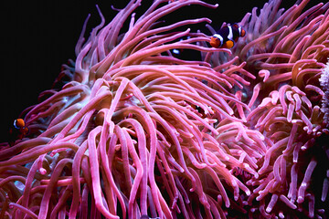 Naklejka na ściany i meble Sea Anemone with clownfish