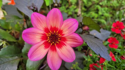 Obraz premium Blumen