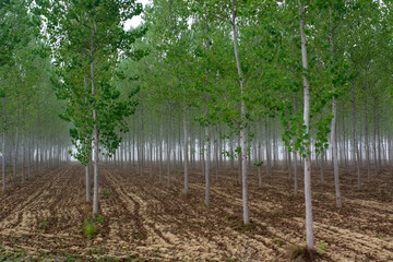 forest of young birches