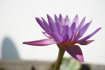 purple lotus flower