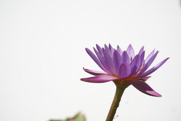 Fototapeta premium purple lotus flower