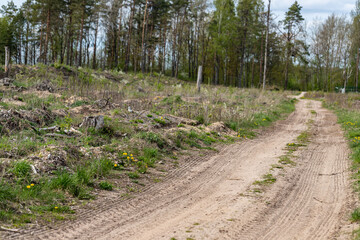 forest clearing sand road in latvia