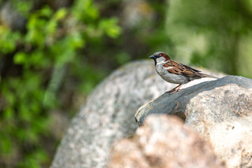 Sparrow pauses atop large boulder in bright sun