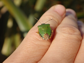 The green shield bug (Palomena prasina) sitting on human finger - seen from behind