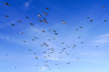 Flock of birds flapping wings flying against a blue sky background