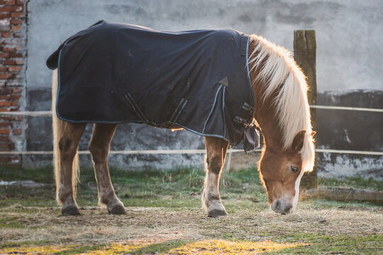 Horse eating grass on the field near Wroclaw
