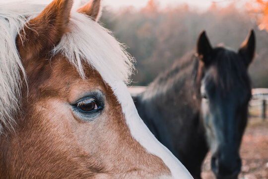 Two horses on the field near Wroclaw