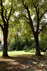 Grands arbres du jardin du Luxembourg à Paris. France