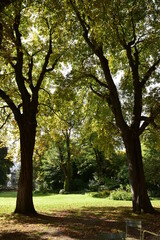 Sous-bois frais du jardin du Luxembourg à Paris. France