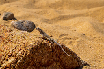 little lizard in the desert