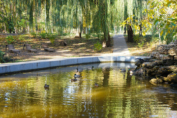 Pond in autumn park and ducks in morning light