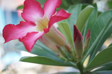 frangipani flower