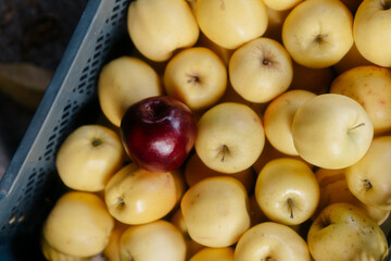 Organic Apples in a box