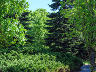 Fototapeta premium The walkway passes through a beautiful green park