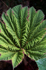 fern leaves