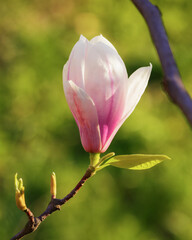tender pink flowers of magnolia. floral background in sunlight
