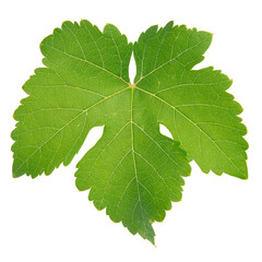 Feuille de vigne	