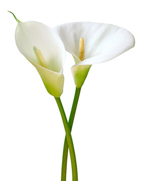 Fleurs d'Arum blanc	
