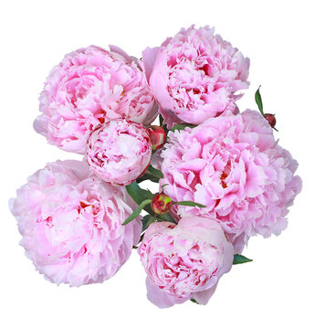 Bouquet de pivoines roses	