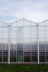 Obraz premium Glass greenhouse with red lights for growing flowers in the Netherlands
