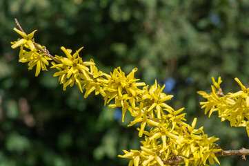 Forsythia intermedia yellow flowering plant, ornamental flowers in bloom, beautiful springtime shrub full of flowers