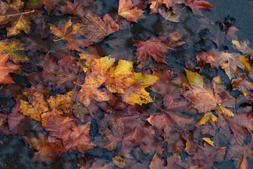 Herbstlaub in Wasser
