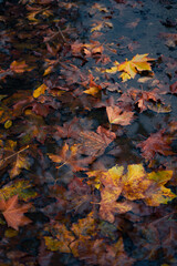 Herbstlaub auf Wasser