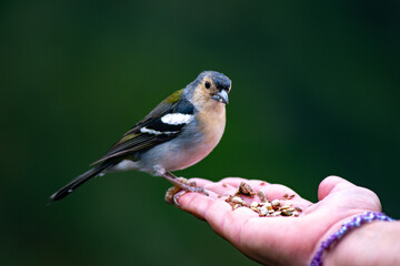 A wild bird sits on the palm. Hand feeding.
