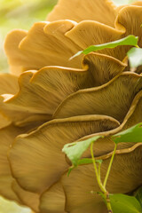 close up of a bunch of flowers