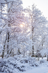 Winter sunny morning in the forest with trees covered with snow. Siberian nature.