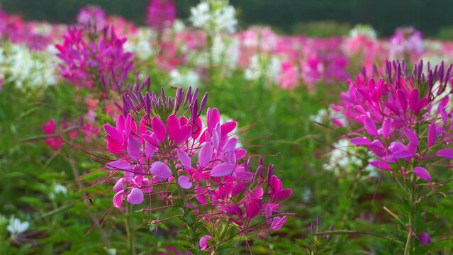 .Colorful Spider flowers garden in summer..Beautiful spider flower pink blossom in the flower field spring colorful garden. Cleome hassleriana.Spring summer blossoming spider flower field colorful .