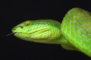 Portrait of a White-lipped Pitviper showing its forked tongue
