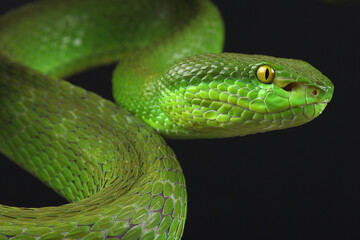 Portrait of a White-lipped Pitviper photographed against a black background
