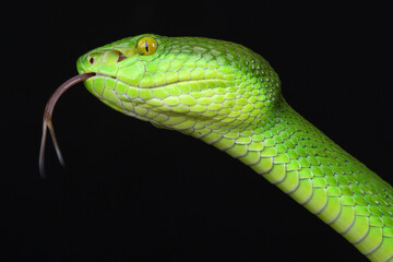 Portrait of a White-lipped Pitviper showing its forked tongue
