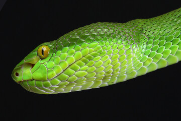 Portrait of a White-lipped Pitviper photographed against a black background

