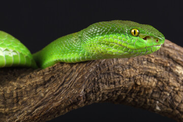 Portrait of a White-lipped Pitviper photographed against a black background
