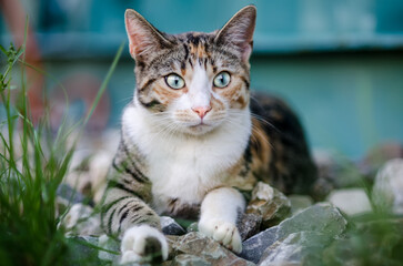 Three Color Lucky Cat