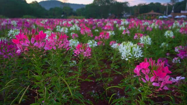 .Colorful Spider flowers garden in summer..Beautiful spider flower pink blossom in the flower field spring colorful garden. Cleome hassleriana.Spring summer blossoming spider flower field colorful .