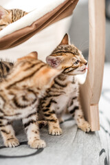 Bengal Kitten tasting Wood