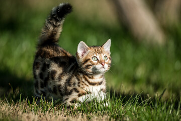 Bengal Kitten in Grass