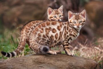 Two Bengal Kitten outdoor