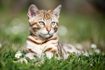 Bengal Kitten in Spring Meadow