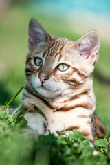 Bengal Kitten in Spring Meadow